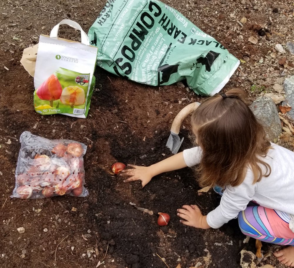 https://blackearthcompost.com/media/sections/planting_bulbs_GewrZwD.jpg.1000x0_q85.jpg