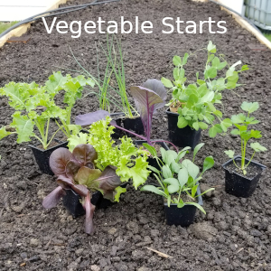 Vegetable Starts