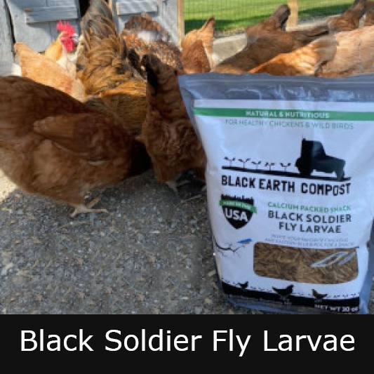 Black Soldier Fly Larvae